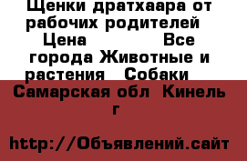 Щенки дратхаара от рабочих родителей › Цена ­ 22 000 - Все города Животные и растения » Собаки   . Самарская обл.,Кинель г.